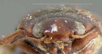 Media type: image;   Entomology 6028 Aspect: head frontal view